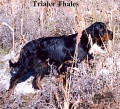 Pedigree THALES DES PRALINES D'AUBEJOUX